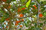 Thumbnail 34 van Villa te koop in Benissa / Spanje #59663