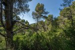 Thumbnail 2 van Bouwgrond te koop in Jávea / Spanje #59037