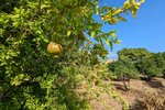 Thumbnail 8 van Finca te koop in Denia / Spanje #59042