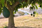 Thumbnail 12 van Finca te koop in Orba / Spanje #62228