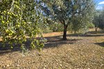 Thumbnail 13 van Finca te koop in Orba / Spanje #62228