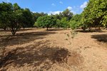 Thumbnail 1 van Finca te koop in Denia / Spanje #59042