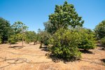 Thumbnail 33 van Finca te koop in Jávea / Spanje #62257