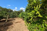 Thumbnail 4 van Finca te koop in Denia / Spanje #59042