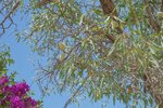 Thumbnail 72 van Villa te koop in Jávea / Spanje #59301