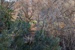 Thumbnail 7 van Bouwgrond te koop in Denia / Spanje #59338