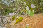 Thumbnail 50 van Villa te koop in Jávea / Spanje #59895