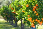 Thumbnail 15 van Finca te koop in Orba / Spanje #62228