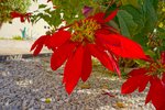 Thumbnail 52 van Villa te koop in Benissa / Spanje #59663