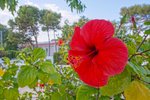 Thumbnail 119 van Villa te koop in Denia / Spanje #59294